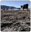 Desastre por sequía en Durango, podrían pedir apoyos de la ONU y FAO