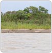 Perú toma medidas de prevención en el río Napo tras el vertido de hidrocarburos en Ecuador