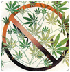 Cultivo ilegal de mariguana acaba con agua y energía