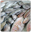 Caribe teme perder especies marinas esenciales