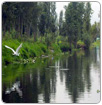 Ajolote y humedales de Xochimilco, en peligro de extinción