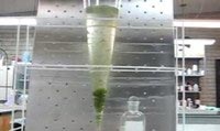 Cáscara de camarón, alternativa para tratar agua