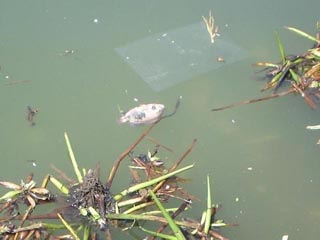 Provoca mortandad de peces sobrecalentamiento del agua