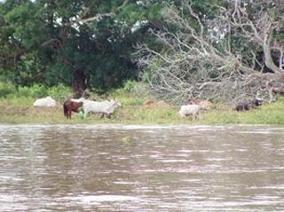 Entre el agua 230 familias en Palizada