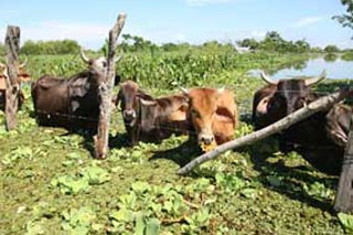 Devasta el agua 308 mil hectáreas agropecuarias