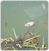Provoca mortandad de peces sobrecalentamiento del agua