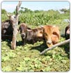 Devasta el agua 308 mil hectáreas agropecuarias