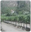 Falta de agua frena la industria del vino