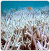 Las aguas del golfo Pérsico han subido dos grados en siete años