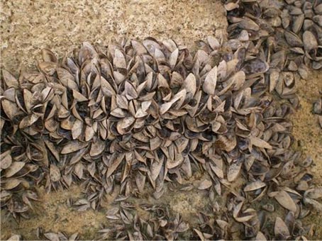 El Centro de Documentación del Agua acoge una exposición sobre el mejillón cebra durante el mes de abril