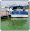 Detectan llamativas manchas verdes en las aguas de Puerto Madero