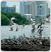 Nuevo atentado contra el humedal Bahía de Panamá