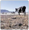 Durango: mil pueblos sin agua para beber