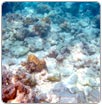 Detectan acidificación de agua en arrecife coralino de Puerto Morelos