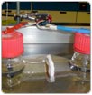 Buscan generar electricidad con aguas residuales