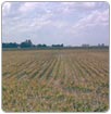 En riesgo, tierras de cultivo y ganado por falta de agua en Jiquilpan