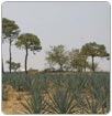 Investigan cultivo de nopal y maguey como captadores de agua