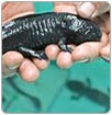 Continúa la recuperación de Xochimilco y del Axolote