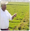 Michoacanos desperdician agua con sistemas de riego tradicionales: Conagua