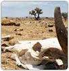 Avizoran más sequía para tierras zacatecanas