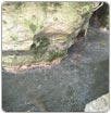 Reportan contaminación en cenotes