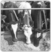 Desaparecerán cultivos de alfalfa en la Laguna