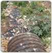 El Río Duero al borde del colapso ecológico: CIIDIR