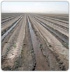 Necesita campo de Chihuahua más de tres mil mdp para enfrentar sequía