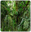 La deforestación tropical distorsiona las precipitaciones y vientos del mundo