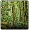Los bosques tropicales absorben más y más CO2