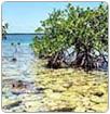 Expertos cubanos colaboran en inventario de manglares en Martinica