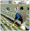Extremo riesgo para campesinos de California este verano