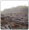 Últimos bosques vírgenes en peligro y empeorando
