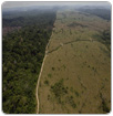 Deforestación puede ser origen de sequía en Brasil