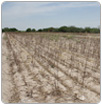 Sin definir volumen de agua para ciclo agrícola