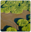 Los enemigos arrinconan a la biodiversidad mexicana