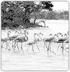 Hace 19 años se debió declarar área protegida la isla de Holbox