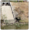 Vecinos reportan muerte de peces en el Río Lerma
