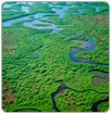 Los Everglades: zona cero contra el cambio climático