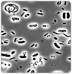 UNAM diseña sistema que detecta los genes de patógenos en el agua