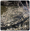 Atiende Conagua causas de mortandad de peces en río de Durango