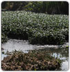 Xochimilco limpia 186 kilómetros de canales para preservar zona y especies
