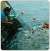 Impulsa la Universidad Veracruzana investigación y pesca sustentable
