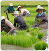 El 'arroz marino', la innovación china que permite el cultivo de arroz en agua salada