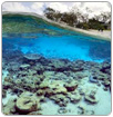 La mitad de los arrecifes de coral del mundo ha sido destruida