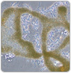Descubren bacterias acuáticas capaces de degradar cianotoxinas