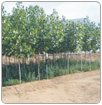 Plantaciones forestales como filtros verdes para aguas residuales