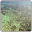 La pesca y reducción arrecifes de coral amenazan peces en Pacífico y Caribe