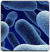Utilizan una bacteria para eliminar metales pesados de aguas residuales
