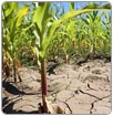 Sequía y agricultura: Gestión del agua para la seguridad alimentaria